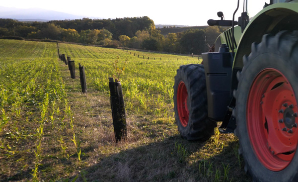 tracteur dans un champs convertit en agroforesterie