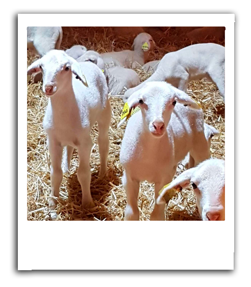 les agneaux de la ferme du Bosc